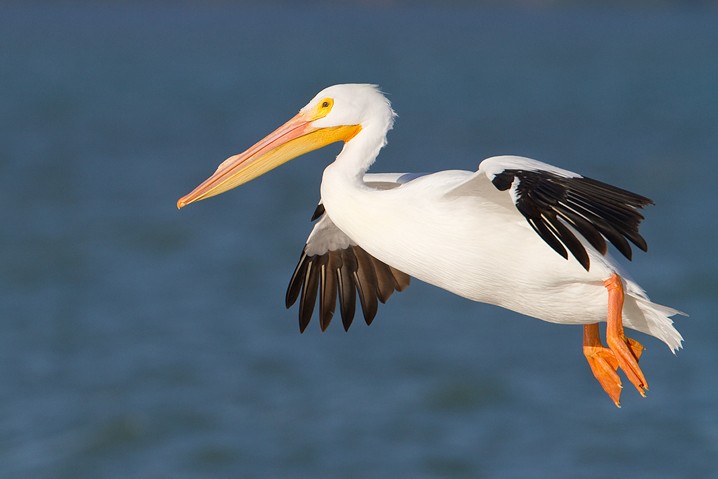 Weisser Pelikan Pelecanus erythrorhynchos  American White Pelican